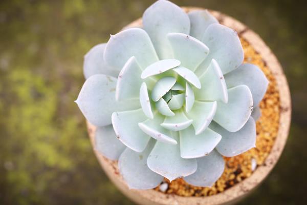 鲁氏石莲怎么养快速爆盆 鲁氏石莲家庭盆栽养殖方法与注意事项