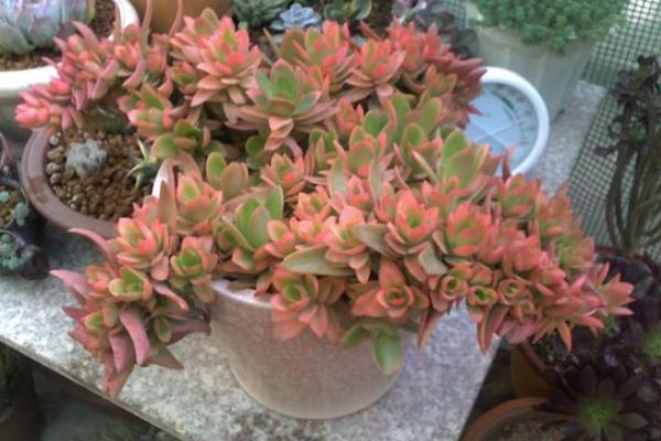 火祭多肉图片大全(老桩) 多肉特点与简介