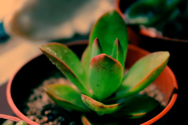 火祭多肉图片大全(老桩) 多肉特点与简介