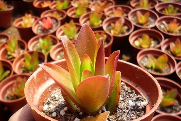 火祭多肉图片大全(老桩) 多肉特点与简介