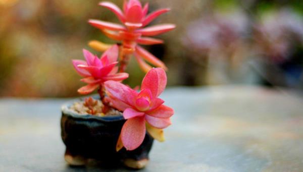 火祭多肉图片大全(老桩) 多肉特点与简介