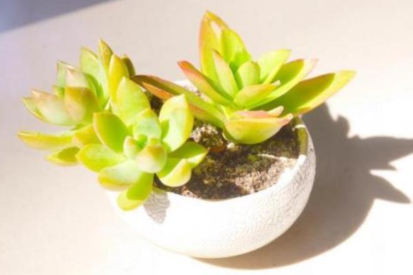 火祭多肉图片大全(老桩) 多肉特点与简介