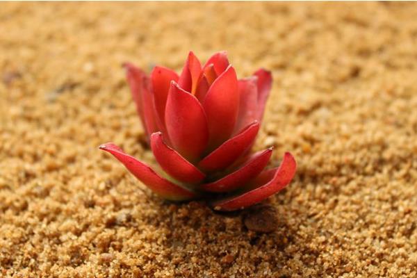 火祭多肉图片大全(老桩) 多肉特点与简介