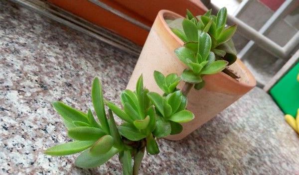 火祭多肉图片大全(老桩) 多肉特点与简介