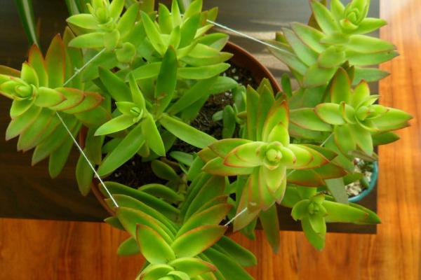 火祭多肉图片大全(老桩) 多肉特点与简介