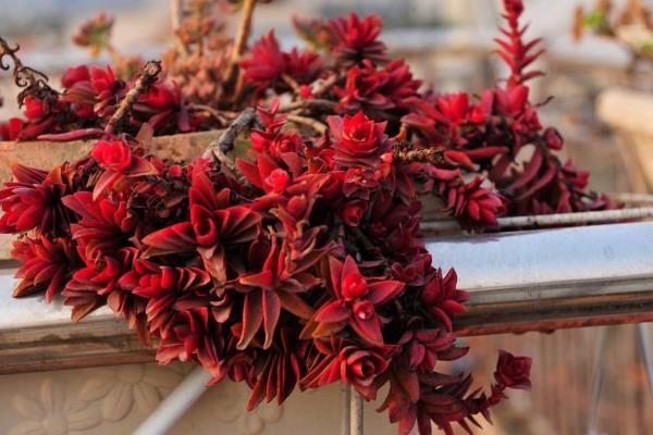 火祭多肉图片大全(老桩) 多肉特点与简介