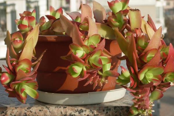 火祭多肉图片大全(老桩) 多肉特点与简介