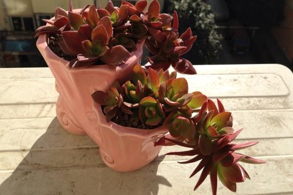 火祭多肉图片大全(老桩) 多肉特点与简介