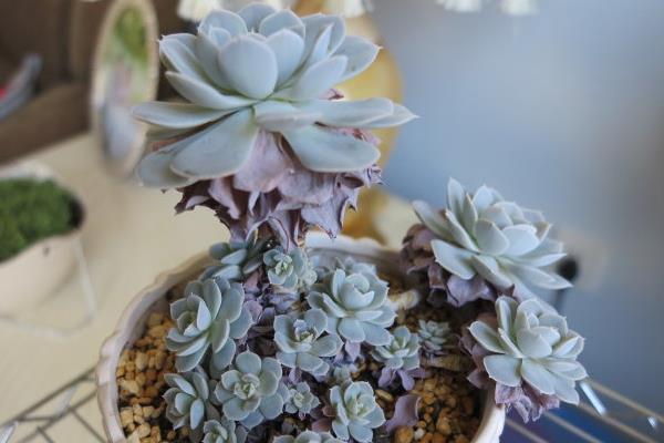 鲁氏石莲和皮氏石莲的区别是什么 鲁氏石莲的习性