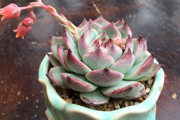 白凤多肉图片大全(开花、老桩) 白凤特点与简介