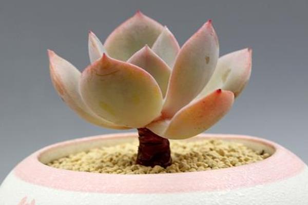 白凤多肉图片大全(开花、老桩) 白凤特点与简介