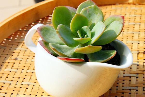 白凤多肉图片大全(开花、老桩) 白凤特点与简介