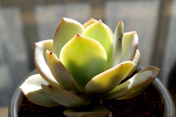 白凤多肉图片大全(开花、老桩) 白凤特点与简介