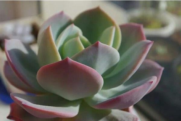 白凤多肉图片大全(开花、老桩) 白凤特点与简介