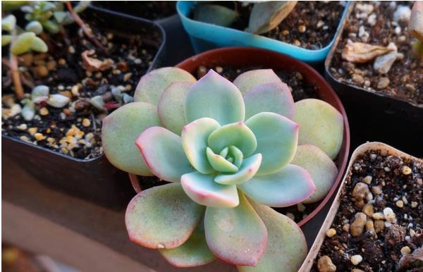 白凤多肉图片大全(开花、老桩) 白凤特点与简介