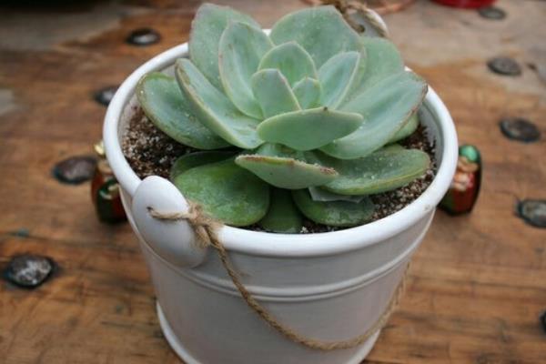 白凤多肉图片大全(开花、老桩) 白凤特点与简介