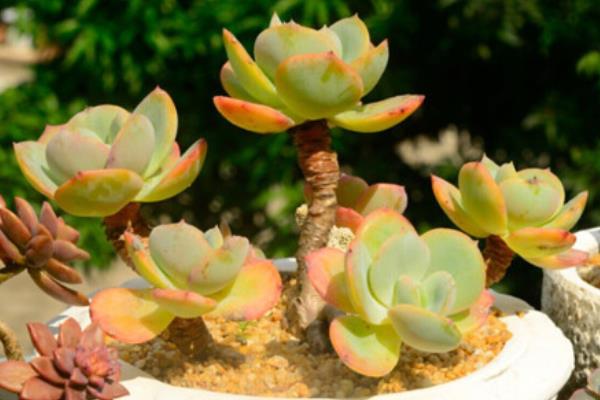 白凤多肉图片大全(开花、老桩) 白凤特点与简介