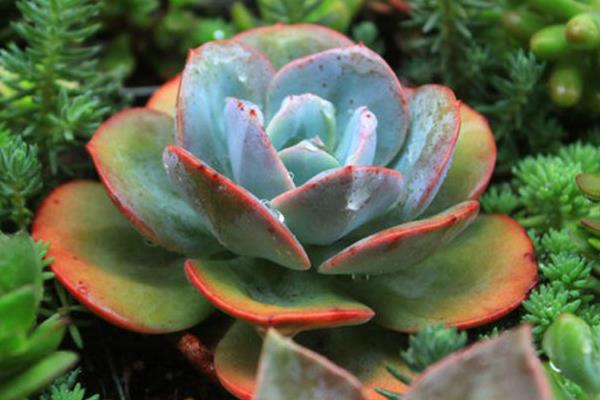 白凤多肉图片大全(开花、老桩) 白凤特点与简介