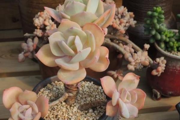 白凤多肉图片大全(开花、老桩) 白凤特点与简介