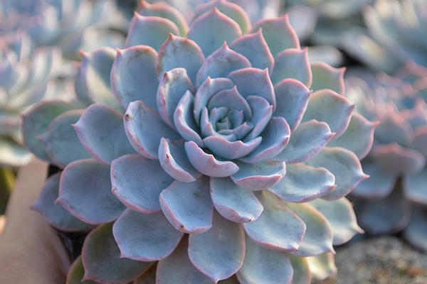 蓝石莲多肉图片大全(老桩) 蓝石莲特点与简介