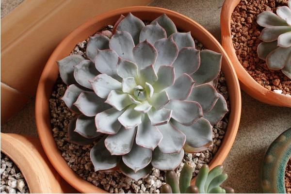 蓝石莲多肉图片大全(老桩) 蓝石莲特点与简介