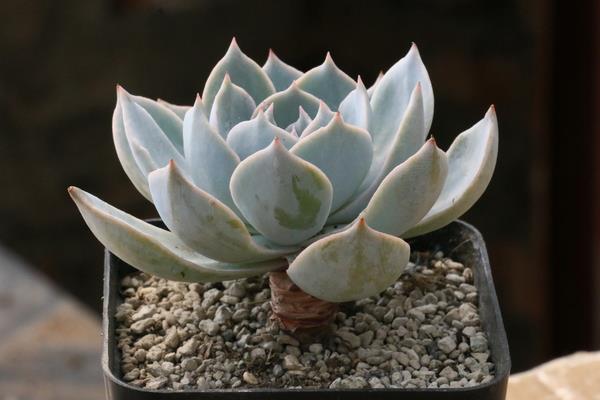 蓝石莲多肉图片大全(老桩) 蓝石莲特点与简介