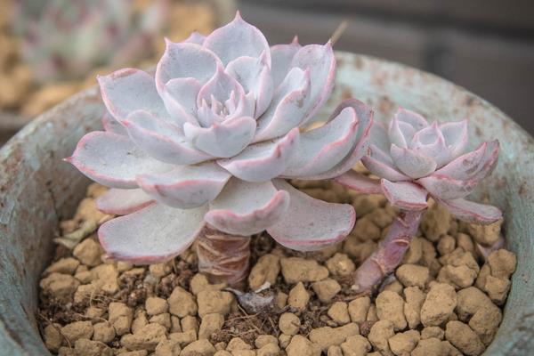 蓝石莲多肉图片大全(老桩) 蓝石莲特点与简介