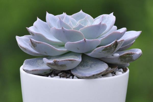 蓝石莲多肉图片大全(老桩) 蓝石莲特点与简介