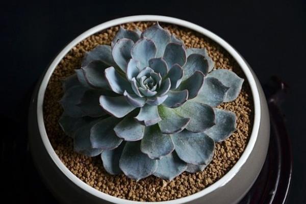 蓝石莲多肉图片大全(老桩) 蓝石莲特点与简介