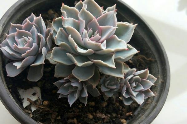 蓝石莲多肉图片大全(老桩) 蓝石莲特点与简介