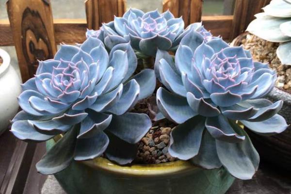 蓝石莲多肉图片大全(老桩) 蓝石莲特点与简介