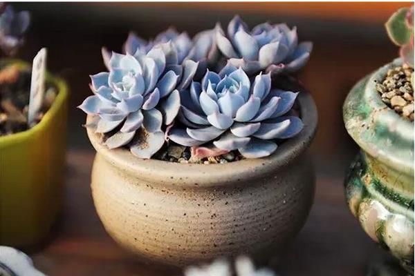 蓝石莲多肉图片大全(老桩) 蓝石莲特点与简介