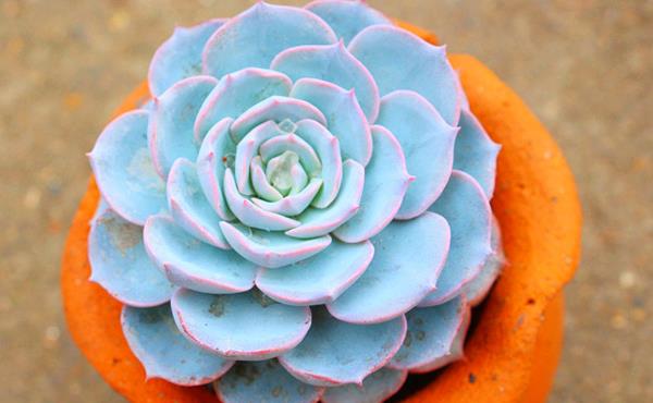 蓝石莲多肉图片大全(老桩) 蓝石莲特点与简介