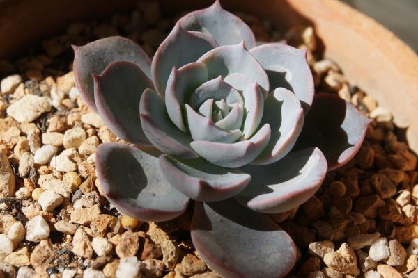 蓝石莲多肉图片大全(老桩) 蓝石莲特点与简介