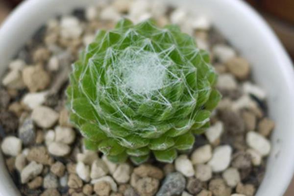 蛛丝卷绢多肉怎么养爆盆 蛛丝卷绢养殖方法与注意事项