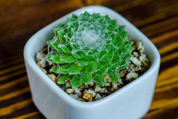 蛛丝卷绢多肉怎么养爆盆 蛛丝卷绢养殖方法与注意事项