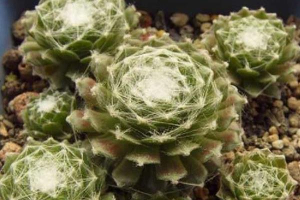 蛛丝卷绢多肉怎么养爆盆 蛛丝卷绢养殖方法与注意事项