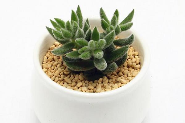 绒针多肉怎么养 绒针养殖方法与注意事项