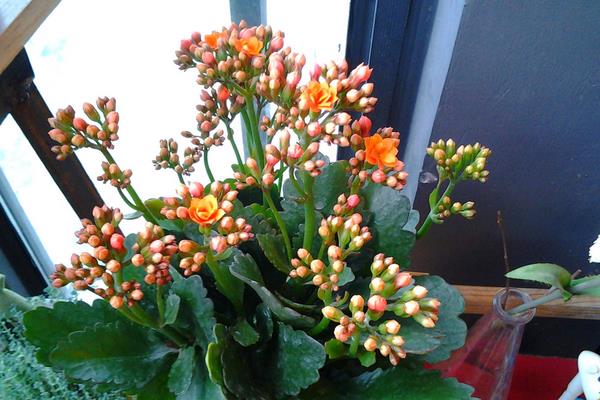 长寿花有花苞后多久开花(花会开多久) 长寿花的催花方法