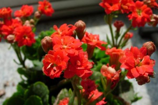 长寿花有花苞后多久开花(花会开多久) 长寿花的催花方法