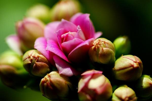 长寿花有花苞后多久开花(花会开多久) 长寿花的催花方法