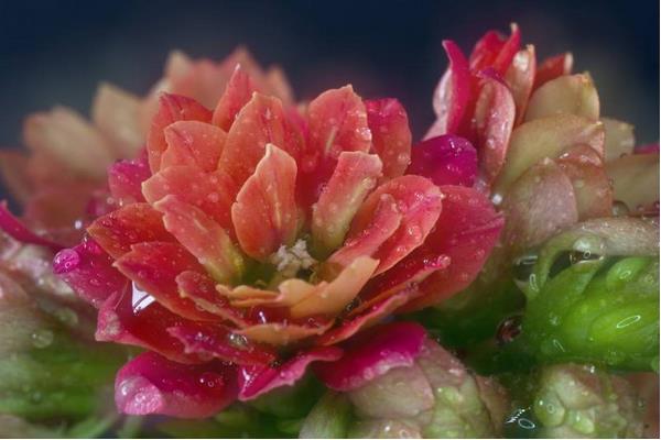 长寿花有花苞后多久开花(花会开多久) 长寿花的催花方法