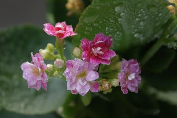 长寿花有花苞后多久开花(花会开多久) 长寿花的催花方法