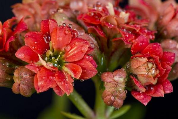 长寿花有花苞后多久开花(花会开多久) 长寿花的催花方法