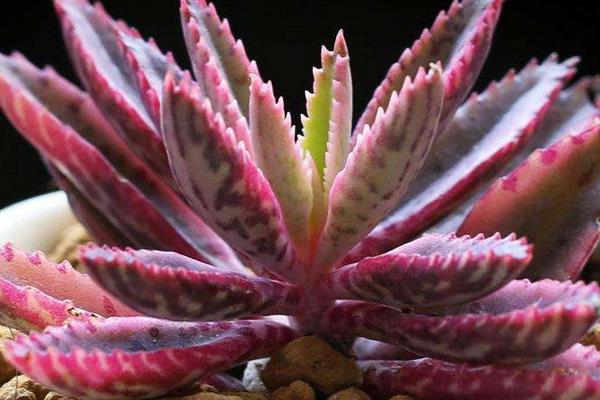 不死鸟多肉有毒吗  不死鸟的种类