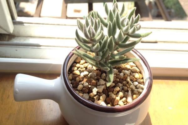 绒针多肉怎么养 绒针养殖方法与注意事项