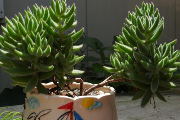 绒针多肉怎么养 绒针养殖方法与注意事项