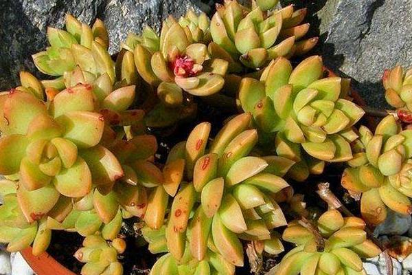 多肉植物铭月的繁殖方法 铭月怎么养