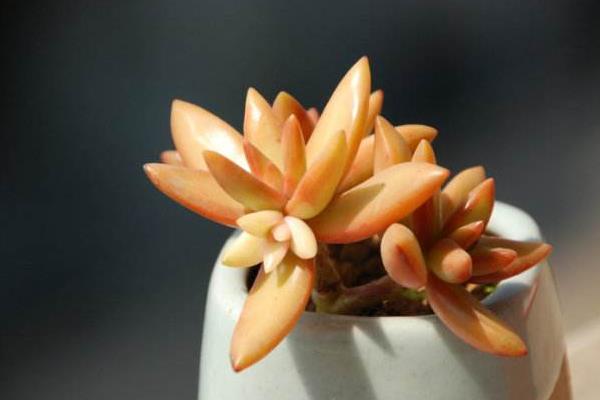 多肉植物铭月的繁殖方法 铭月怎么养