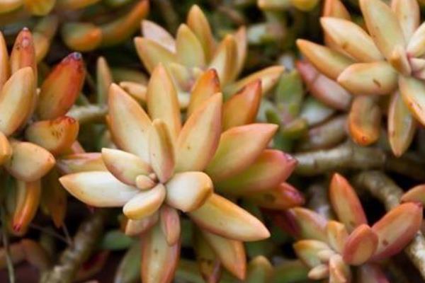 多肉植物铭月的繁殖方法 铭月怎么养